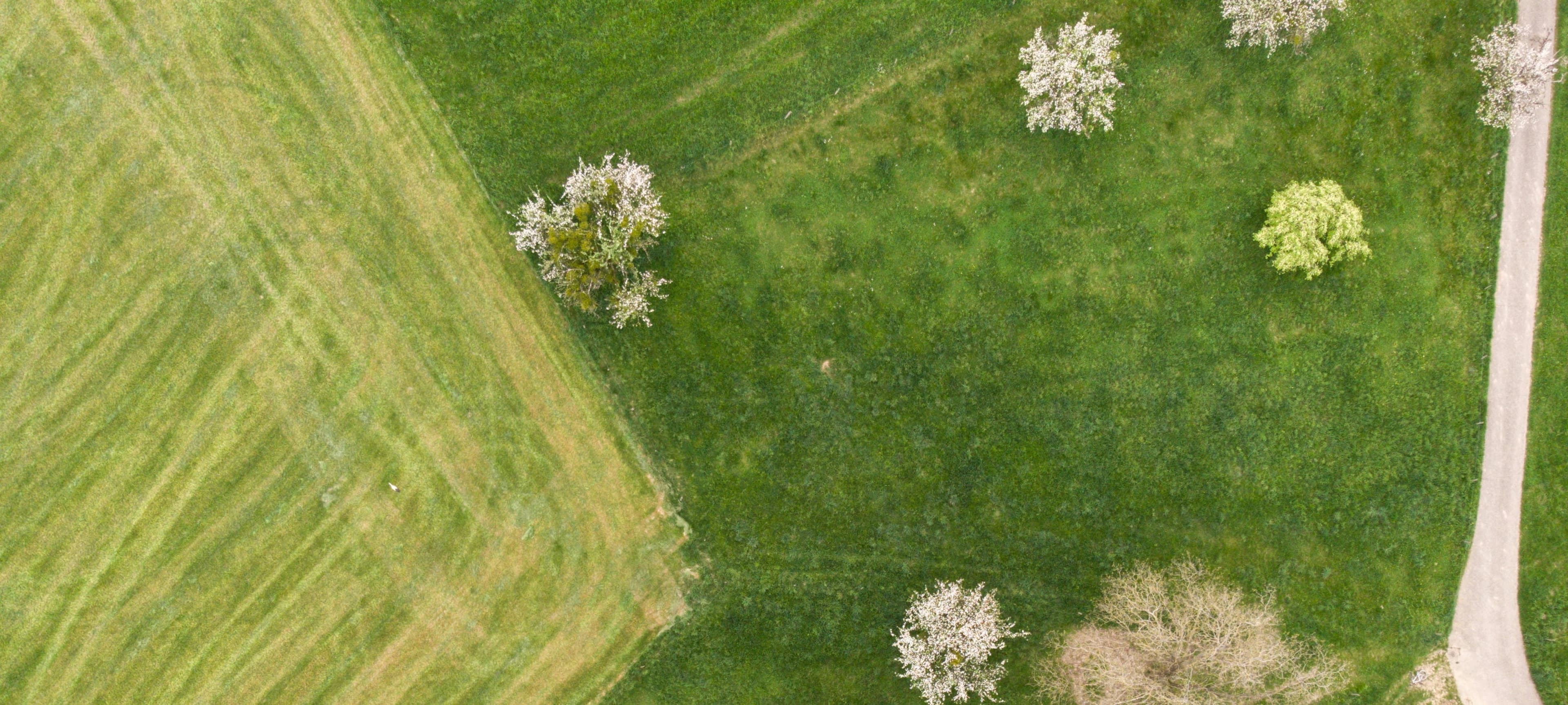 Vue aérienne d’une prairie tondue avec des arbres en fleurs dispersés, printemps